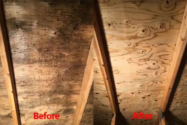 water damage restoration service Kingsville